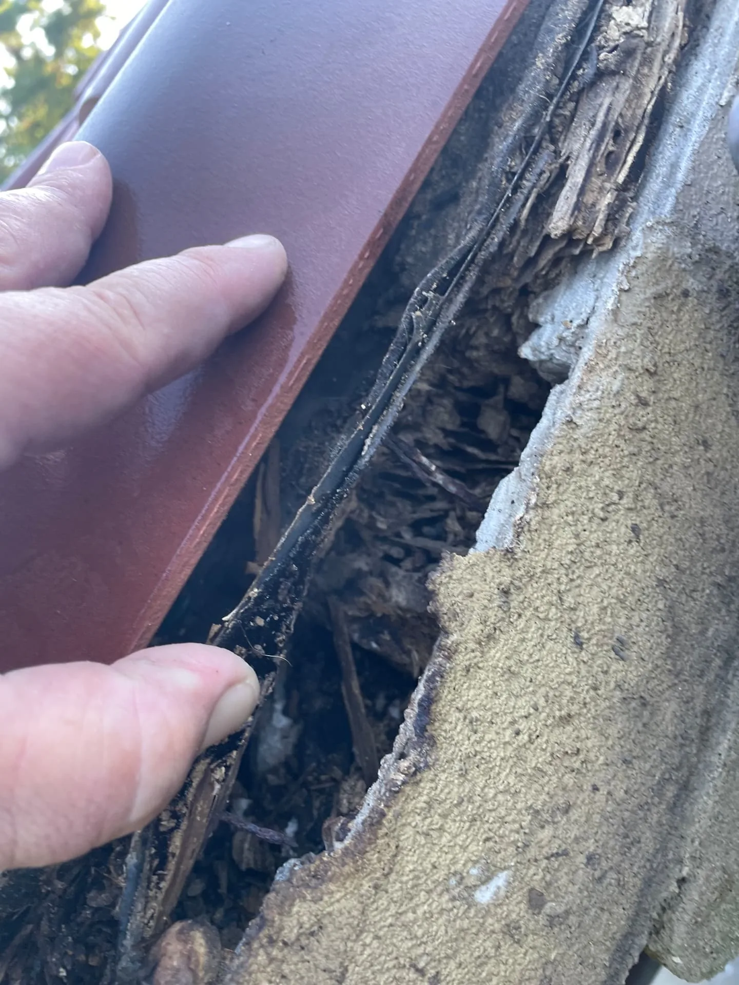 Hand pointing to an open gap and rotted wood behind a terra cotta roof tile in Metairie Louisiana